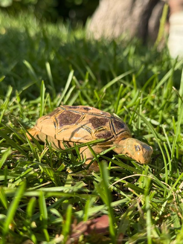 Черепашка «Voyager»