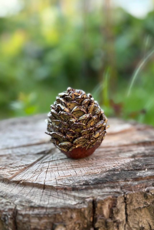 Фигурка «Pinecone»