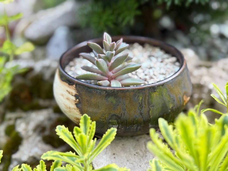 Пиала «Sepia»